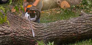 Best Fruit Tree Pruning  in Barview, OR