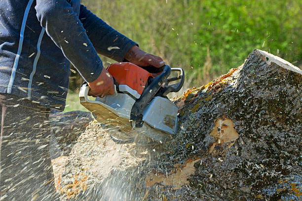 Best Root Management and Removal  in Barview, OR