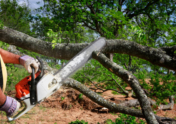 Best Tree Trimming and Pruning  in Barview, OR